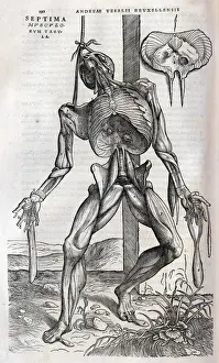 Dissection Prints: Anatomical drawing of musculature