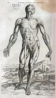 Anatomical drawing of musculature