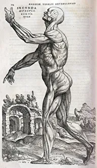 Anatomical Collection: Anatomical drawing of musculature, side view