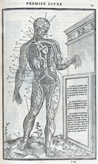 Anatomical drawings; dissection Anatomical drawings; dissection