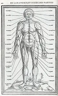 Anatomical drawings; dissection