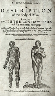 Laurens Gallery: Two anatomical figures, one male and the other female