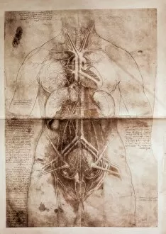 Torso Gallery: Anatomical study