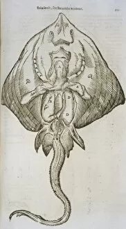 Ulisse Collection: Anatomical study of a ray