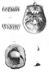 Anatomy in the 18th C