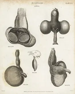 Abrahamrees Prints: Anatomy of birds - crop or gullet