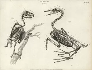 Skeleton Gallery: Anatomy of birds: skeleton