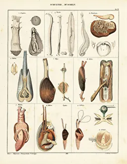 Artemis Prints: Anatomy of bivalve molluscs
