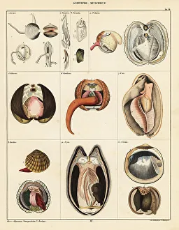 Gastropod Prints: Anatomy of bivalve molluscs
