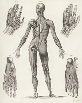 Anatomy / Whole Body