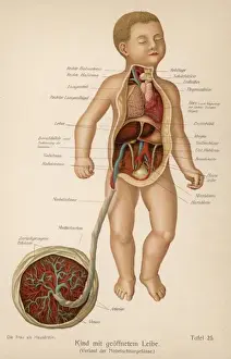 Anatomy / Child & Cord