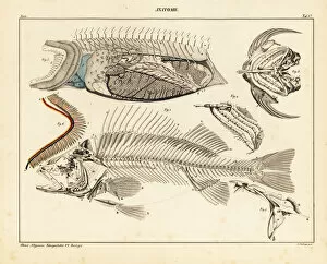 Anatomy of a fish, showing skeleton, internal