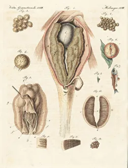 Carl Bertuch Prints: Anatomy of the generation of the carp and mussel