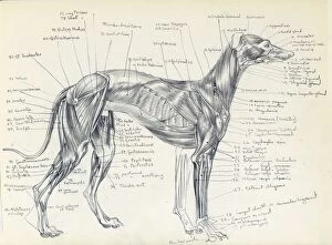 Anatomical Collection: Anatomy of a greyhound