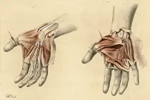 Anatomy / Hands / 1867