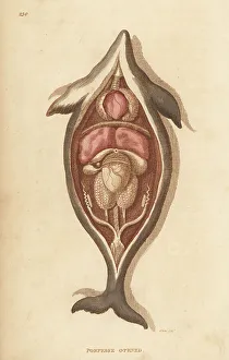 Kearsley Prints: Anatomy of a harbour porpoise, Phocoena phocoena