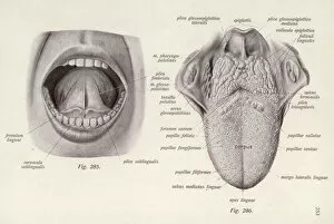 Latin Collection: Anatomy / Head / Tongue