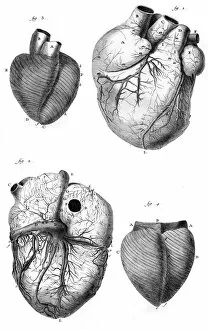 Images Dated 19th October 2011: Anatomy of the Heart