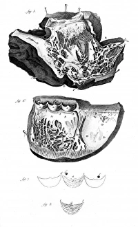 Images Dated 19th October 2011: Anatomy of the Heart