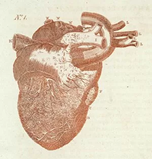 Images Dated 17th October 2007: Anatomy / Heart / Sibly
