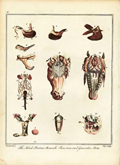 Recreation And Amusement Prints: Anatomy of a horse