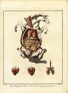 Recreation And Amusement Prints: Anatomy of a horse