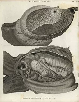 Abrahamrees Gallery: Anatomy of the horse - intestines
