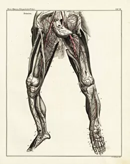Allgemeine Gallery: Anatomy of the human arterial system in the legs