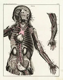 Allgemeine Gallery: Anatomy of the human arterial system in the upper torso