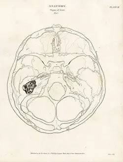 Anatomy of the human ear