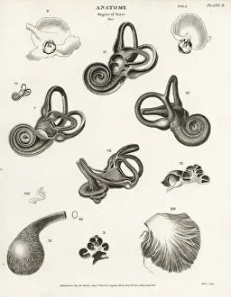 Abrahamrees Prints: Anatomy of the human ear