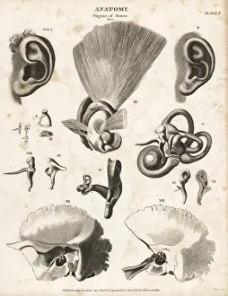 Anatomy of the human ear
