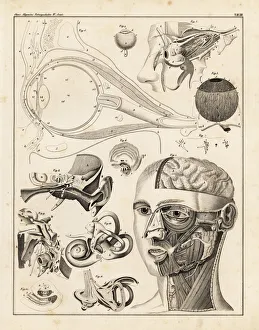Allgemeine Gallery: Anatomy of the human ear and eye