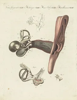 Hearing Prints: Anatomy of the human ear, the organ of hearing