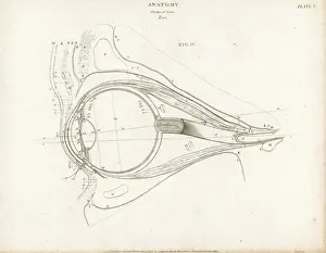 Anatomy of the human eye