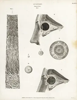 Anatomy of the human eye