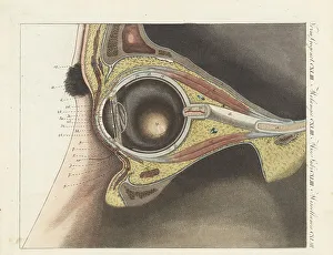 Pupil Prints: Anatomy of the human eye