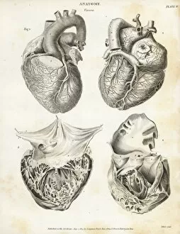 Abrahamrees Gallery: Anatomy of the human heart