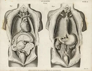 Stomach Gallery: Anatomy of human internal organs