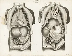 Anatomy of human internal organs