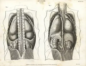 Anatomy of human internal organs from the back