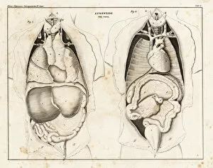 Stomach Gallery: Anatomy of human intestines from the front