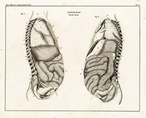 Anatomy of human intestines from the side