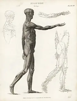 Anatomy of human musculature