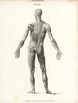 Musculature Prints: Anatomy of human musculature