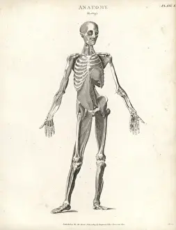 Anatomy of human musculature