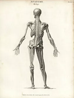 Milton Gallery: Anatomy of human musculature