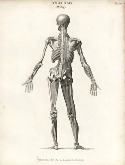 Milton Gallery: Anatomy of human musculature