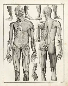 Allgemeine Gallery: Anatomy of human musculature