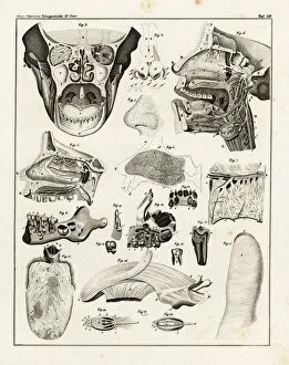 Smell Collection: Anatomy of the human nose, mouth and finger
